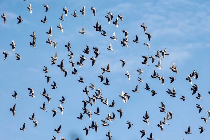 Rock pigeon by cricketsblog is licensed under CC BY 2.0.